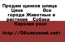 Продам щенков шпица › Цена ­ 25 000 - Все города Животные и растения » Собаки   . Карелия респ.